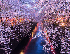 東京桜の名所 目黒川